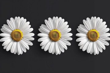 Aufkleber - Three white flowers with yellow centers on a black background