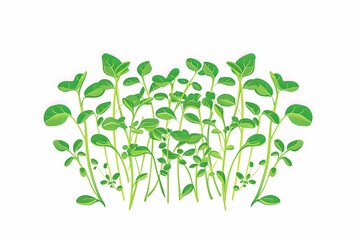 Poster - A cluster of vibrant green microgreens is showcased against a plain white backdrop. Generative AI