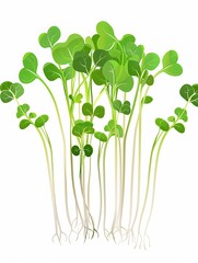 Poster - Close-up of a bunch of fresh, green microgreens with white roots, isolated on a white background. Generative AI