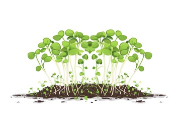 Poster - a close-up of green microgreens growing in soil against a white background. generative ai
