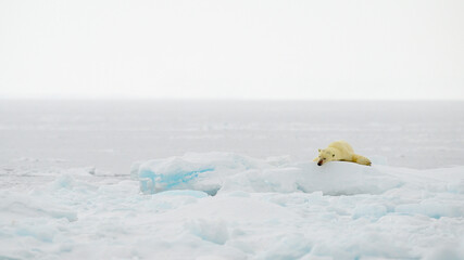 Wall Mural - polar bear (ursus maritimus) on ice and snow, svalbard, norway