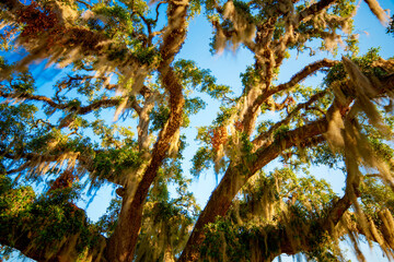 Oak tree with moss. Nature photography. Long exposure photo with motion blur