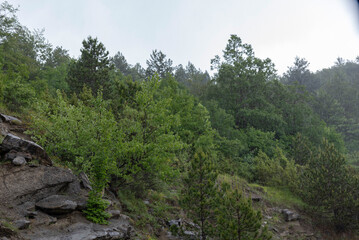 Sticker - forest in the mountains