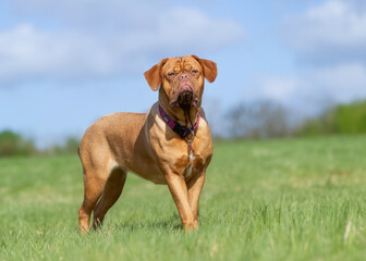 Sticker - Dogue de bordeaux