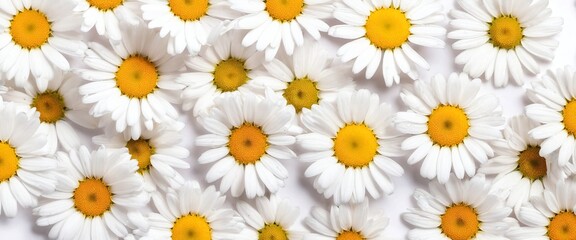 Wall Mural - Chamomile flowers collection on white. Set of colorful Chamomile or Daisy flowers background, top view. Floral pattern.