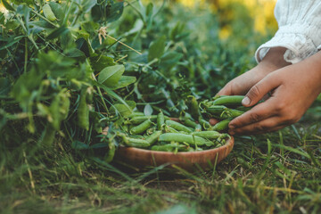 Wall Mural - Gardening and agriculture concept. Female farm worker hand harvesting green fresh ripe organic peas on branch in garden