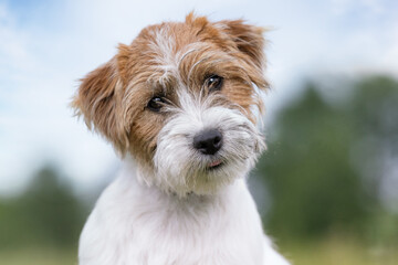 Sticker - jack russell terrier portrait