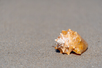 Wall Mural - conch shell on sandy beach with copy space