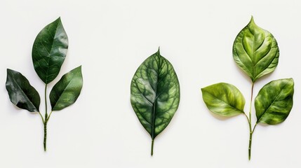 Wall Mural - Three sets of vibrant green leaves against a white background