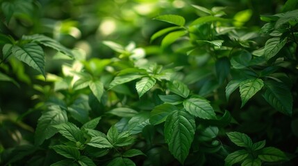 Wall Mural - Nature's Bounty: A Close-Up View of Fresh Green Herbs in a Field