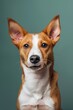 © Darya - Canaan dog on minimalistic colorful background with Copy Space. Perfect for banners, veterinary ads, pet food promotions, and minimalist designs.
