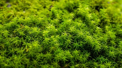 Aufkleber - Beautiful green moss on the floor moss closeup macro Beautiful background of moss for wallpaper : Generative AI
