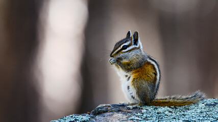 Wall Mural - chipmunk on a rock in the forest