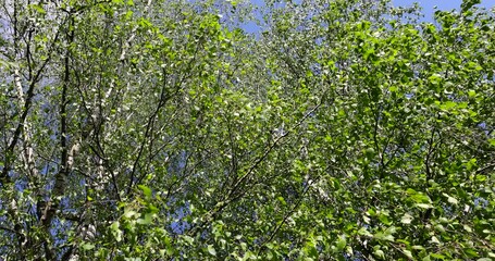 Wall Mural - green birch leaves on a blue sky background, birch foliage in the spring season