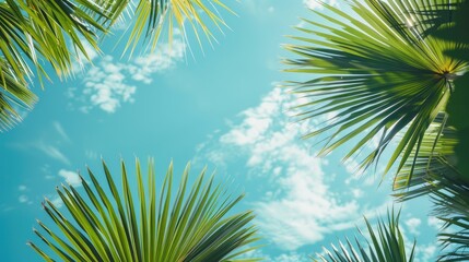 High quality photo of palm leaves shaped like a fan against the backdrop of the sky texture