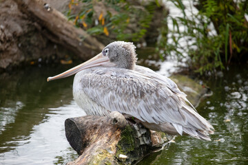 Pink-backed pelican resting