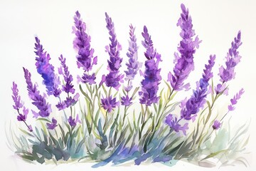 Poster - a painting of lavender flowers on a white background, Craft a vibrant watercolor arrangement of lavender and rosemary
