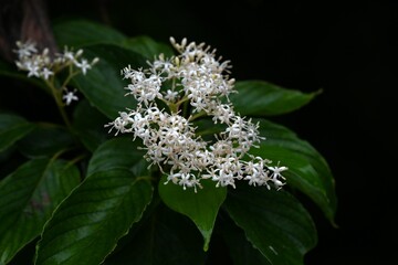 Poster - Giant dogwood (Cornus controversa) flowers. Cornaceae deciduous tree. Small, four-petaled white flowers bloom densely in early summer.