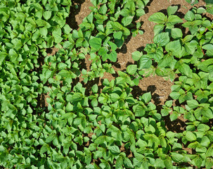 Wall Mural - Perilla seedlings grown by sowing seeds in rural areas.