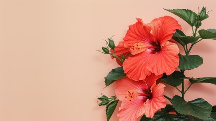 Wall Mural - hibiscus plant with large bright red flowers pastel background