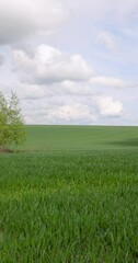 Wall Mural - green wheat in the spring season, green wheat grass in the spring in the field