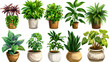 © ak159715 - Set of different plants in pots isolated on white background illustration
