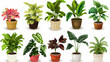 © ak159715 - Set of different plants in pots isolated on white background illustration