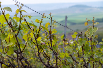 Canvas Print - Close up on grand cru Champagne vineyards near Moulin de Verzenay, rows of pinot noir grape plants in Montagne de Reims near Verzy and Verzenay, Champagne, France