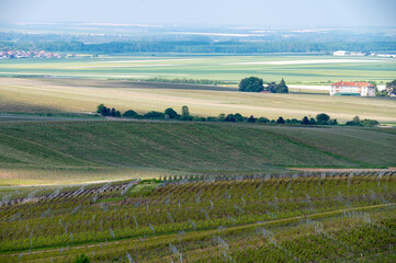 Wall Mural - Landscape with green grand cru vineyards near Cramant, region Champagne, France. Cultivation of white chardonnay wine grape on chalky soils of Cote des Blancs.