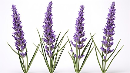 Wall Mural - lavender isolated on white