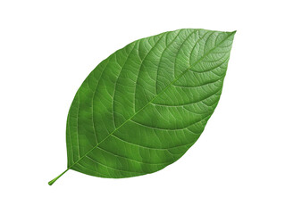 Wall Mural - green leaf isolated