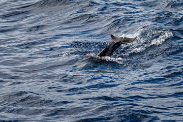 Dolphins jumping out from the waters