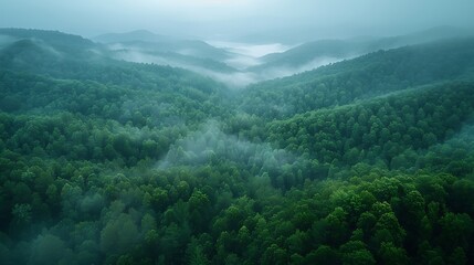 Wall Mural - Drone capturing a high-altitude view of a dense forest, with the treetops forming a continuous green blanket and occasional clearings visible.