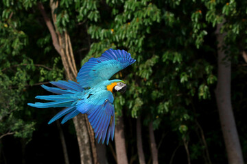 Wall Mural - Beautiful Macaw parrot flying in the forest. Free flying bird