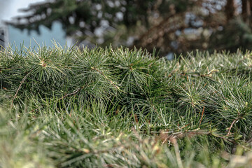 Wall Mural - Dark green fresh branches of a fir tree in close-up. Natural background of evergreen coniferous trees. Selective focus. Short needles of a coniferous tree in close-up on a green background.