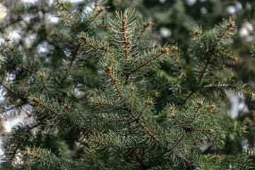 Coniferous branches are the background for your design. Background of the branches of the Christmas tree. Dark green fresh branches of a fir tree in close-up. Natural background of evergreen coniferou