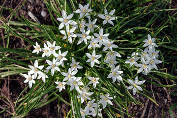 Wall Mural - The flower of the ornithogalum umbelliferum is the blooming star of Bethlehem in the forest. Close-up of white flowers on a blurred green background. White flowers and green leaves of the Star of Beth