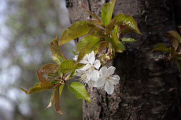 Wall Mural - Cherry blossoms. Small green leaves and white flowers bloom. Cherry branches during spring flowering on a sunny day. Selective focus.