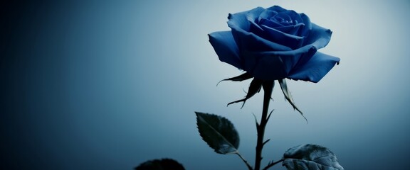 Wall Mural - single blue rose its stem transforming into