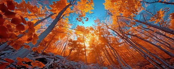 Poster - Stunning fall forest with vibrant red and orange leaves, looking up at the sky through a canopy of tall trees, captured at sunrise.