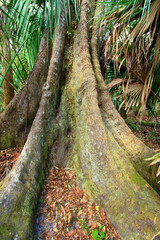 Wall Mural - Highlands Hammock State Park in central Florida