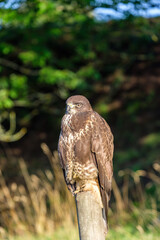 Poster - Young Buzzard on a wooden post in the nature