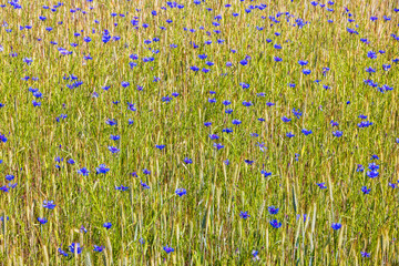 Wall Mural - Farmland with flowering Cornflowers