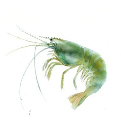 Wall Mural - Watercolor painting of a bioluminescent shrimp, with its tiny body emitting a soft green glow underwater, on isolated white background, Generative AI