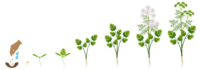 Wall Mural - Cycle of growth of coriander plant isolated on a white background..eps