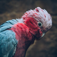 red parrot portrait