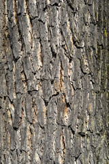 Wall Mural - Eastern black walnut bark detail