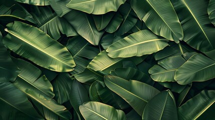 Green banana leaf background with copy specs for text. The leaves of the banana tree pattern. 
