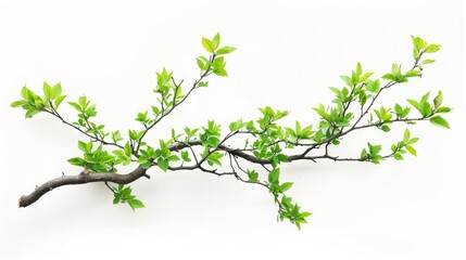 Poster - Green Tree Branch on a White Background