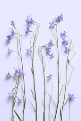 Top view blue violet natural bellflowers with green leaf on pastel colored purple, botanical blossoms scenic, minimal flat lay. Beautiful nature delicate wild flowers, summer flowering concept